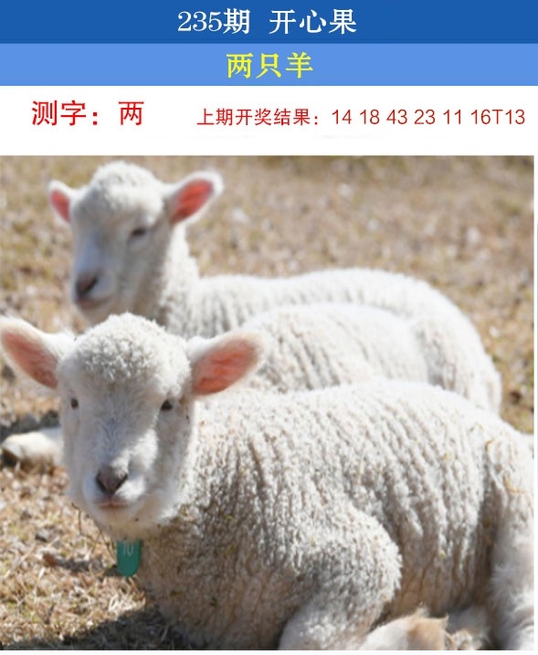 2025235期：开心果先锋