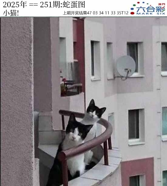 2025251期：澳門蛇蛋圖