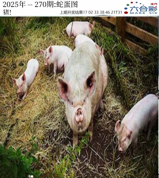 2025270期：澳门蛇蛋图，描绘205期澳门天天彩玄机:十六姑娘巧样妆;解析2025新澳门天天免费3肖6码：【鼠牛羊,9-10-18-26-42-48】