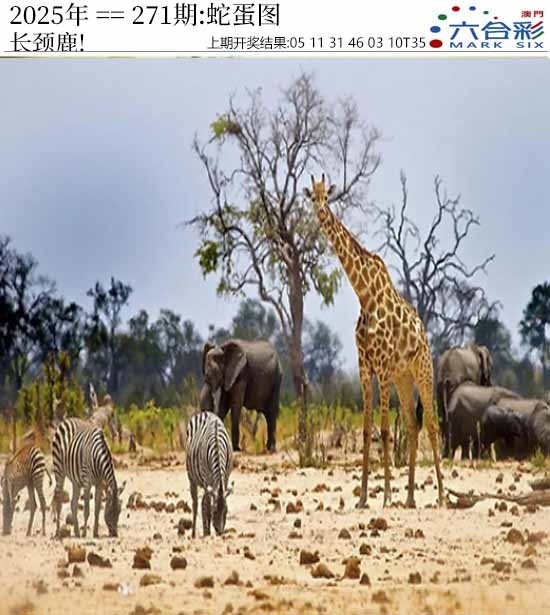 2025271期：澳门蛇蛋图，描绘205期澳门天天彩玄机:顺风顺水顺人意;解析2025新澳门天天免费4肖8码：【虎兔龙猪,21-23-25-28-32-39-40-48】