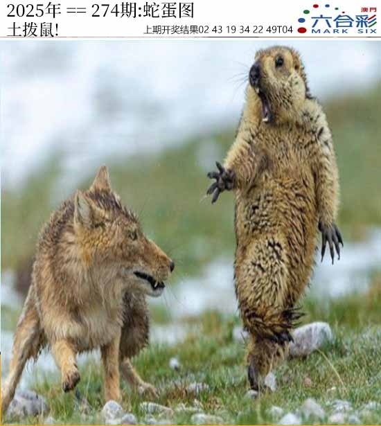 2025274期：澳门蛇蛋图，描绘205期澳门天天彩玄机:欲钱看天庭 (马狗);解析2025新澳门天天免费3肖6码：【牛猴鸡,4-21-24-25-35-48】