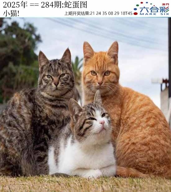 2025284期：澳门蛇蛋图，描绘205期澳门天天彩玄机:特定红绿满园春;解析2025新澳门天天免费6肖12码：【牛兔马羊猴猪,1-7-10-15-18-32-33-35-38-46-48-49】