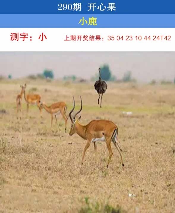 2025290期：开心果先锋，描绘2025澳门今晚开奖结果玄机:有男有女正合身;解析2025开奖结果记录查询表3肖6码：【兔蛇猪,10-19-20-21-34-49】