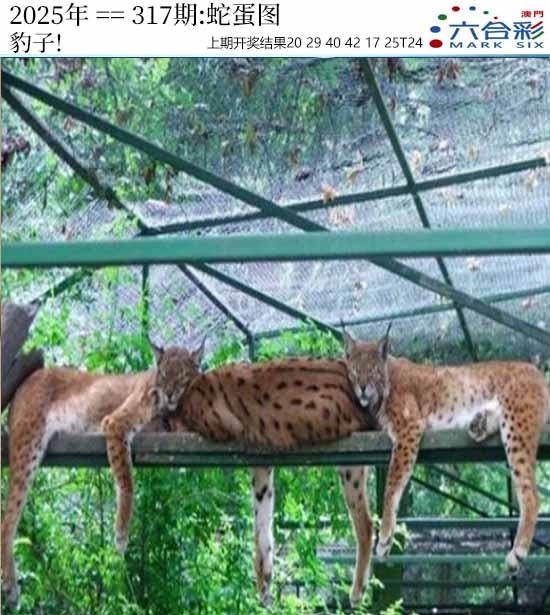 2025317期：澳门蛇蛋图，描绘2025新澳门冷码表玄机:十年寒窗将过去;解析2025新澳门历史记录查询5肖10码：【兔龙蛇马鸡,2-6-10-12-20-21-27-31-35-47】