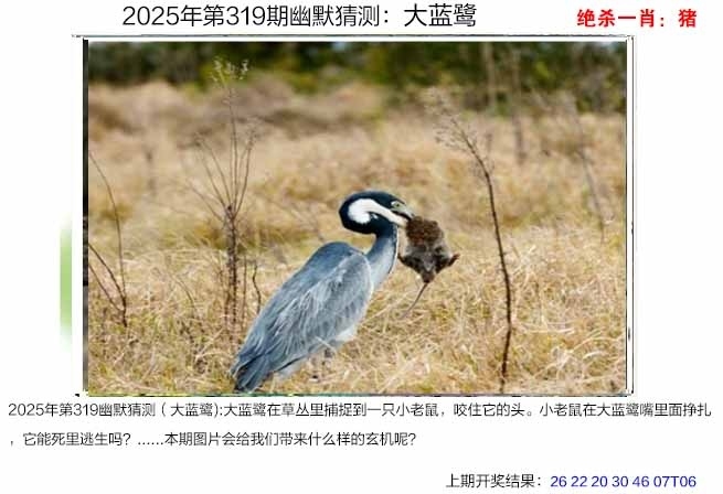 2025319期：澳幽默猜测，描绘2025年港澳免费看资料玄机:照理今期搏大双;解析2025澳门今晚金牌谜语5肖10码：【牛蛇马羊猴,2-13-14-23-25-36-38-39-41-47】