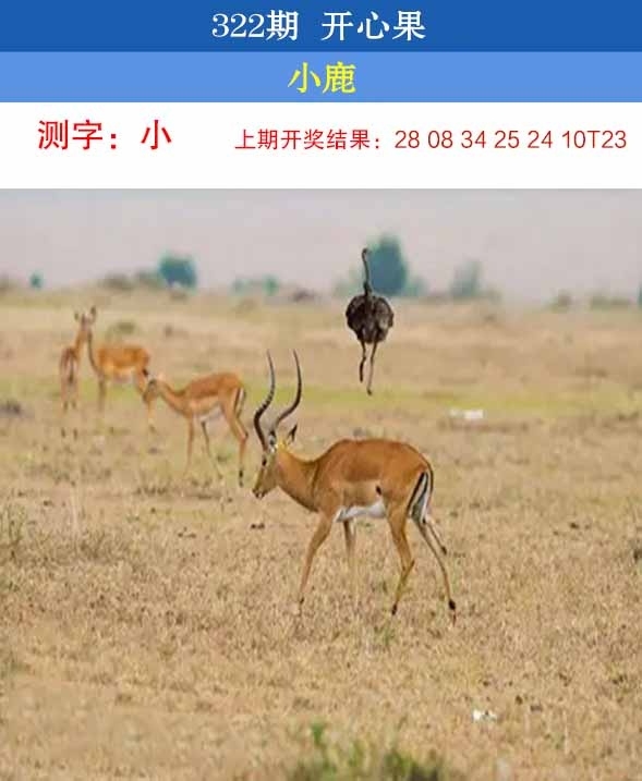 2025322期：开心果先锋，描绘2025最新资料免费玄机:绿树红果丰收期;解析2025最新免费资料3肖6码：【牛兔龙,30-34-36-37-40-45】