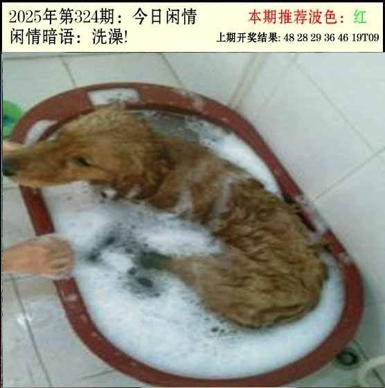 2025324期：今日闲情２，描绘2025最新资料免费玄机:大将赤龙救世人;解析2025新门正版免费4肖8码：【牛羊狗猪,2-5-11-13-24-29-35-43】