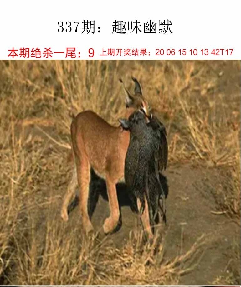 2025337期：新趣味幽默