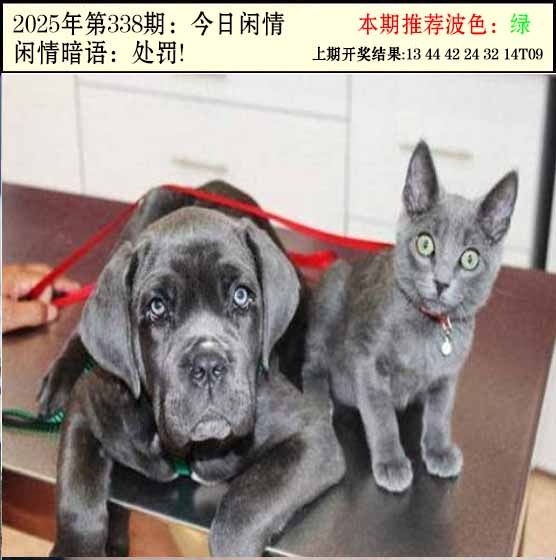 2025338期：今日闲情２，描绘2023年今晚香港开玄机:红绿两波可看好;解析2025今天晚上澳门开什么4肖8码：【虎马羊猴,3-10-24-25-26-29-32-42】