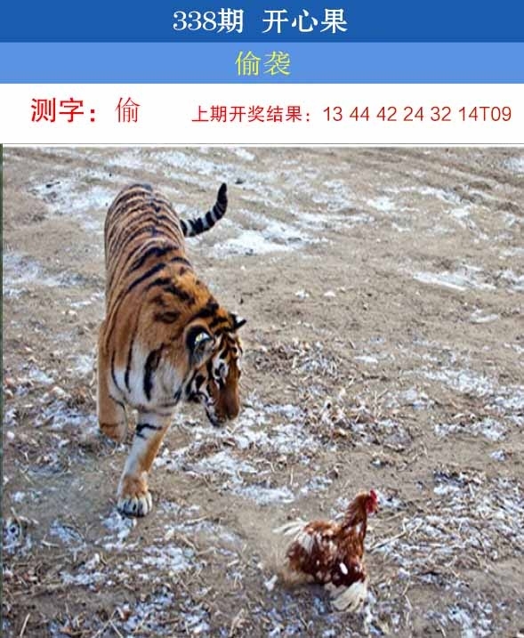 2025338期：开心果先锋，描绘2025新澳开奖结果了玄机:红绿两波可看好;解析2025新澳门彩开将结果4肖8码：【虎马羊猴,3-10-24-25-26-29-32-42】