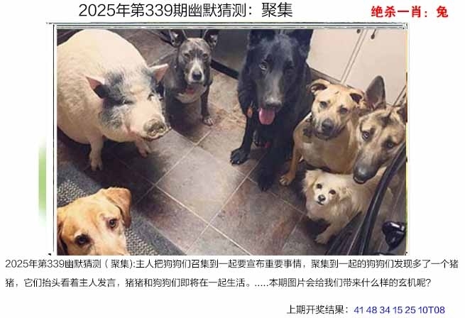 2025339期：澳幽默猜测，描绘2025年港澳免费看资料玄机:读书君子是才人;解析2025新澳门彩开将结果4肖8码：【马猴鸡狗,6-11-16-18-37-44-46-48】