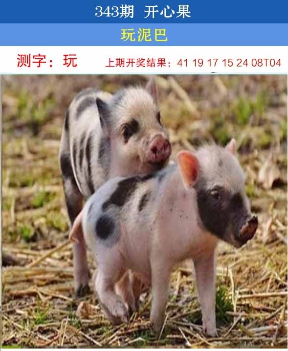 2025343期：开心果先锋，描绘2025新澳开奖结果了玄机:三三两两相伴来;解析2025新澳门彩开将结果6肖12码：【牛虎蛇马鸡狗,2-7-9-18-26-27-29-35-40-43-45-46】