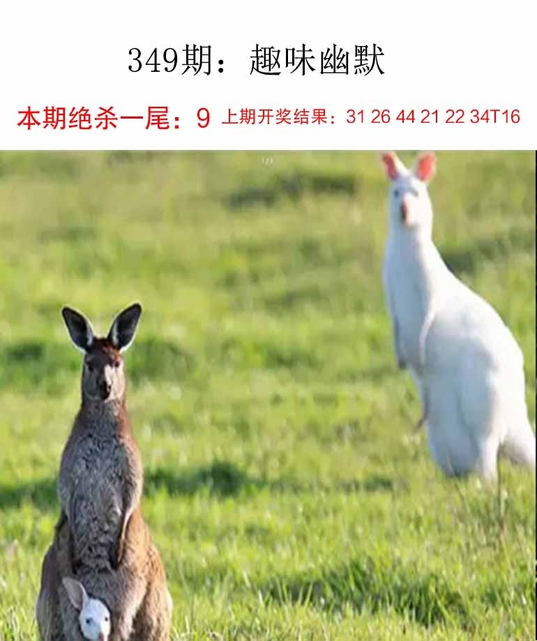 2025349期：新趣味幽默，描繪2025最新資料免費玄機:今期特碼定荷花;解析2025最新資料大全免費下載4肖8碼：【鼠虎蛇豬,3-5-9-14-16-34-40-44】